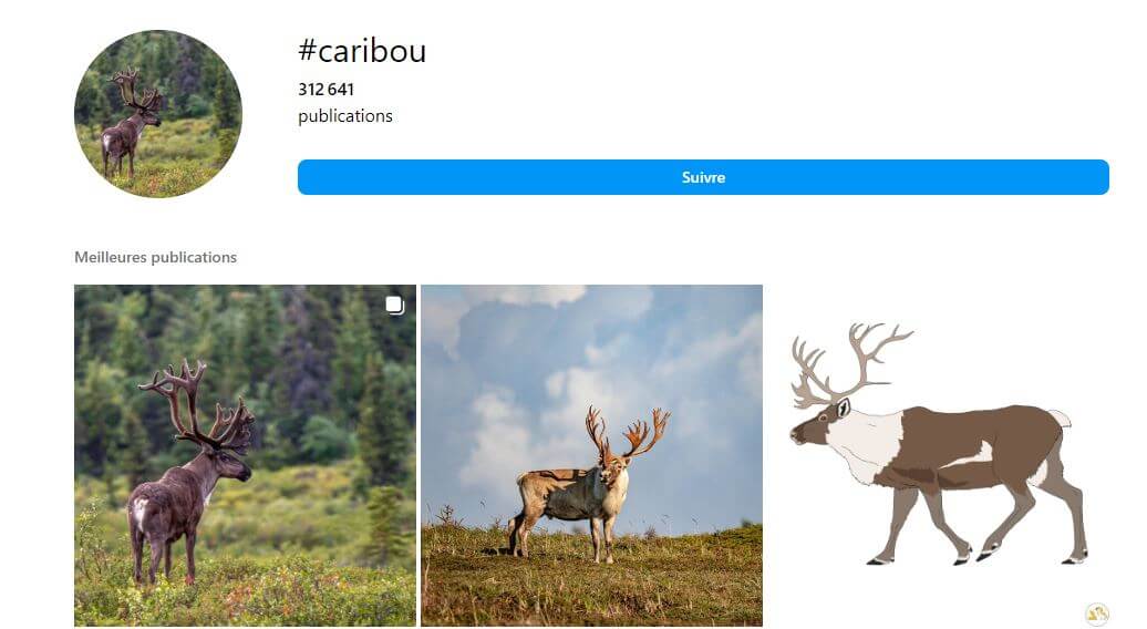 Exemple de hashtag Instagram sur les caribous