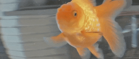 Gif from a goldfish